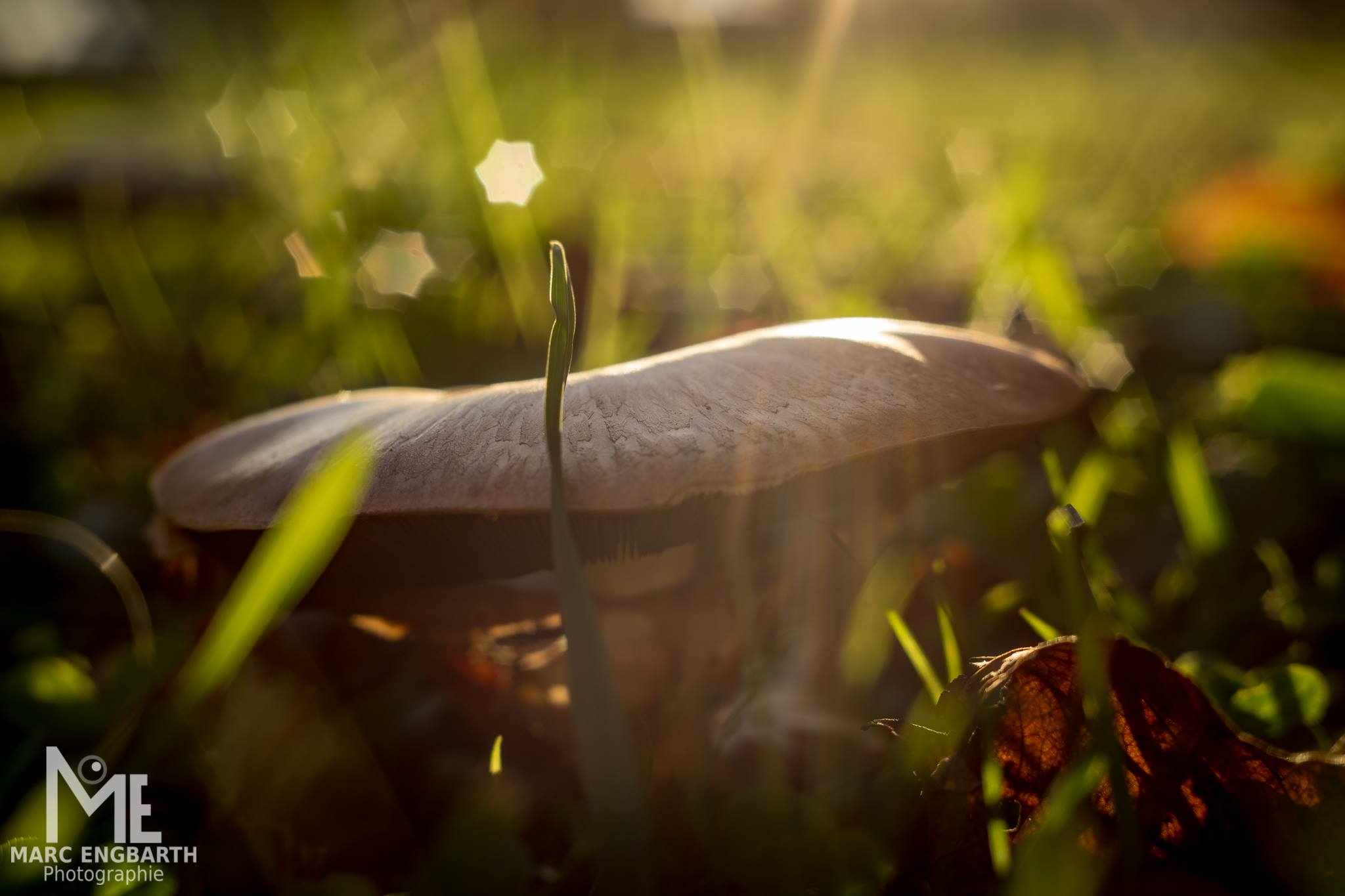 Ein schnelles Herbstbild mit dem ukrainisch-sowjetischen …