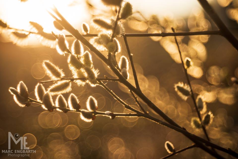 Bei dem tollen Licht gestern Abend wurde es mal wieder …