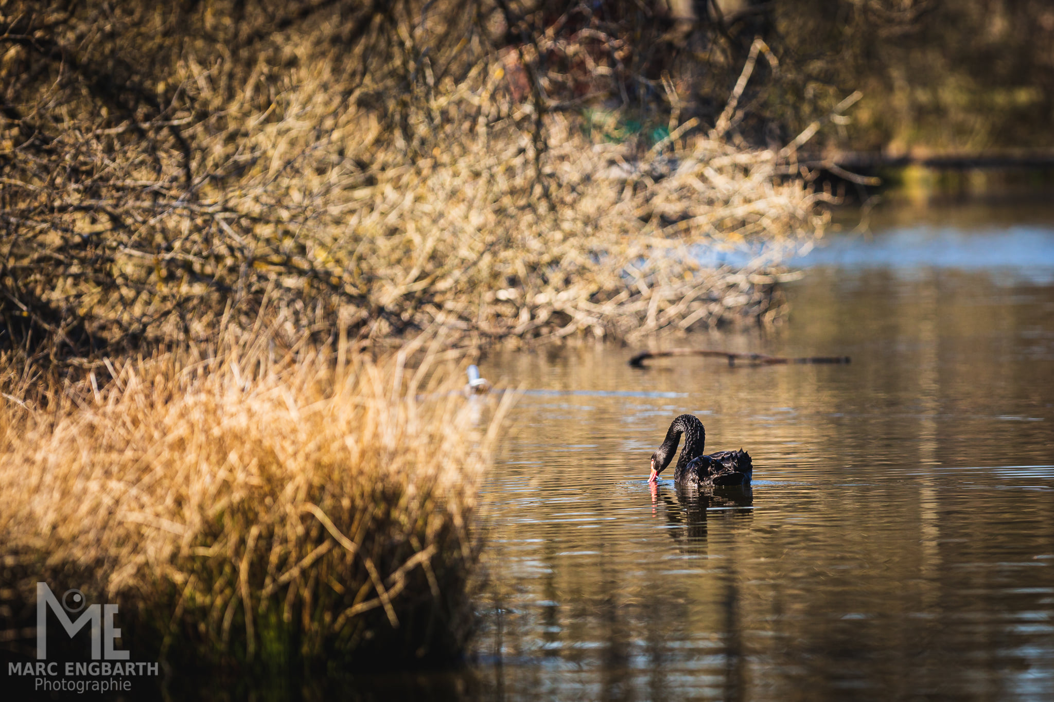 Schwan, Ente, Gans im Tierpark Rheinböllen, unterwegs mit …
