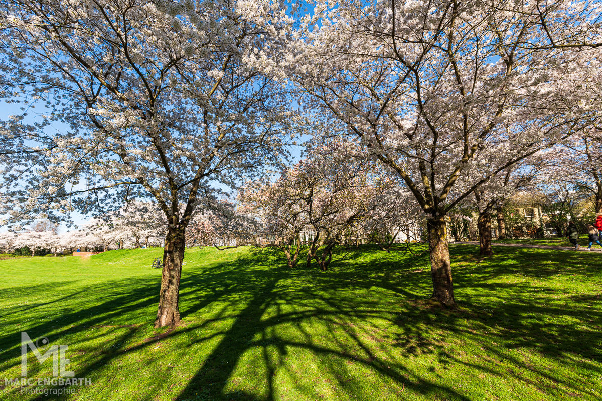 Noch mehr Kirschblüten auf der Roseninsel in Bad Kreuznach