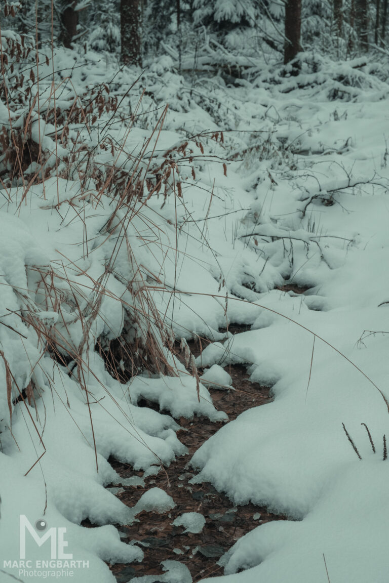 Kleine Runde mit Kamera und Hund durch den Schnee
