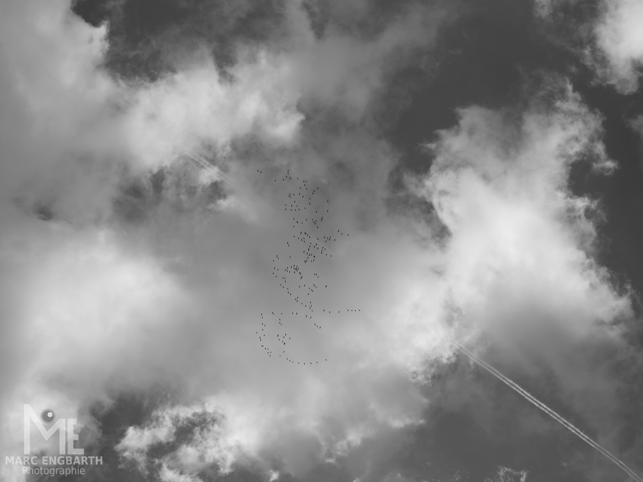 Die Kraniche fliegen die letzten Tage schon wieder und es geht dann …